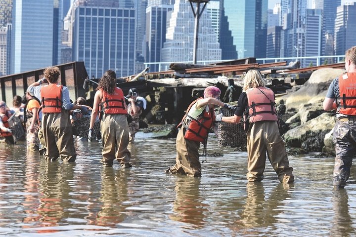 Billion Oyster Project volunteers at work in the middle of Manhattan.